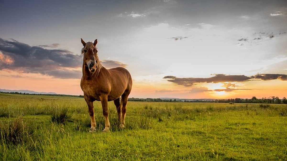 Ahorro fiscal y subvenciones para pymes verdes 2026