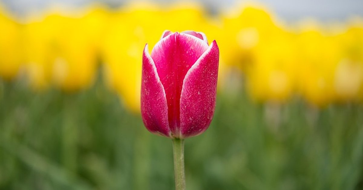 Crowdlending vs préstamo bancario: qué conviene a tu pyme