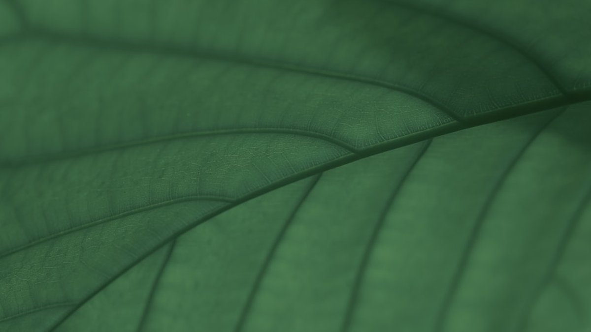 Dominar declaraciones de IVA y modelos trimestrales hoy