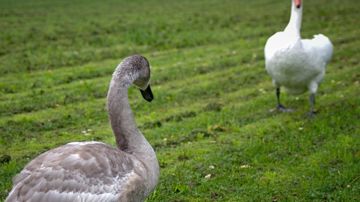 Factoring vs confirming: liquidez empresarial clara