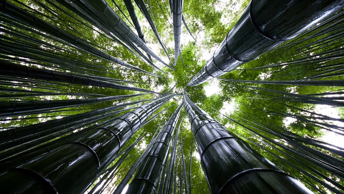 Fondos sostenibles y bonos verdes para empresas: guía práctica y decisiones clave