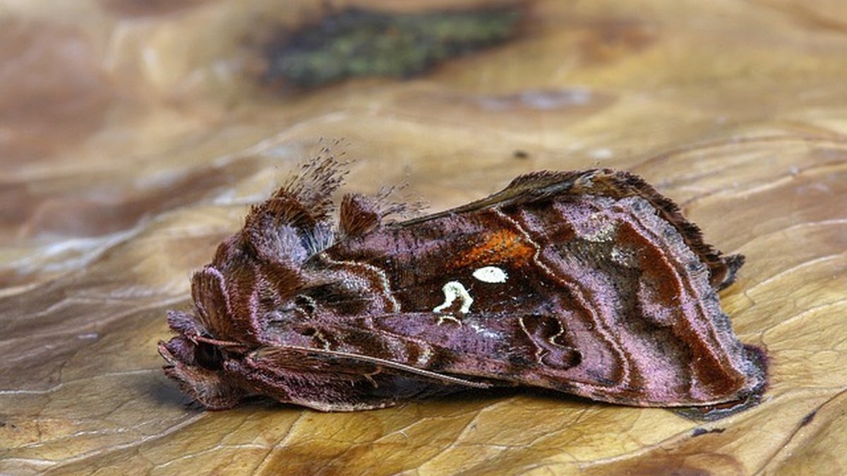 Cómo reducir la morosidad: gestión de cobros para PYMES