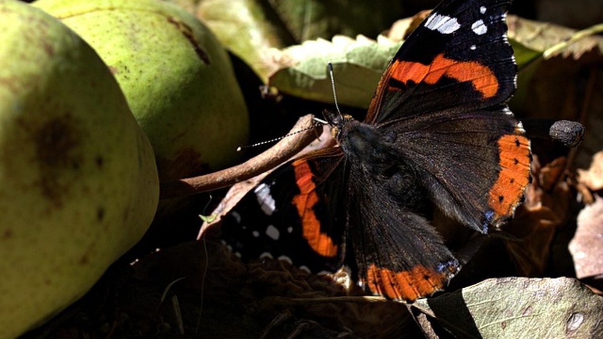 Outsourcing multicanal para PYMES: ahorrar y escalar con seguridad