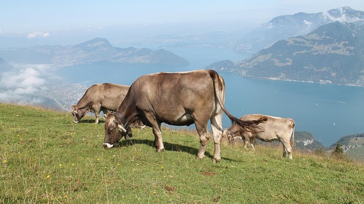 Seguros de crédito y caución para exportadores: guía 2026